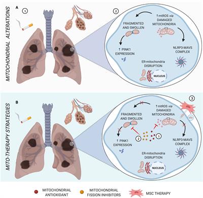 Frontiers | Mitochondria in Focus: From Function to Therapeutic